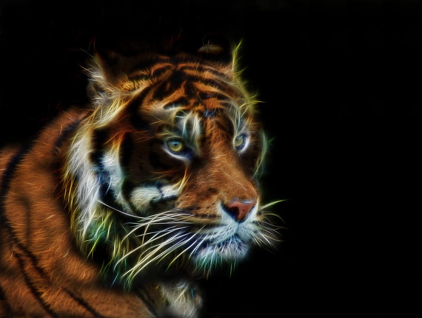 Tiger, muzzle, predator, art HD wallpaper | Pxfuel