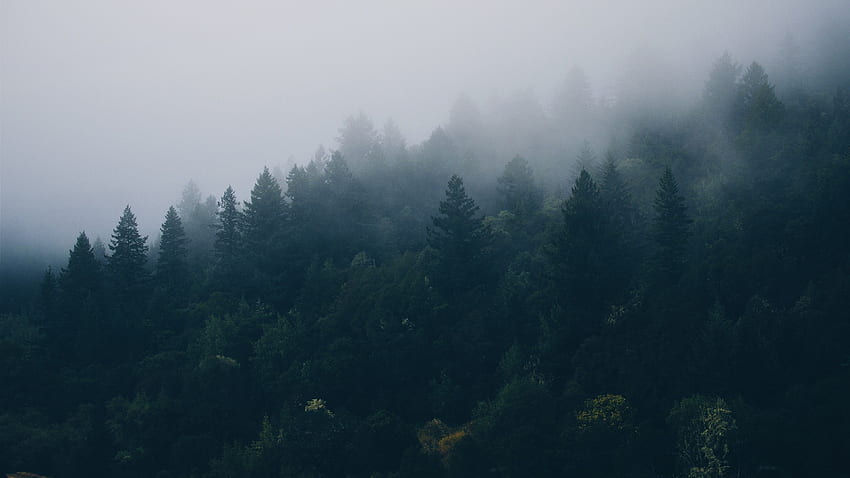Regenwaldnebel, neblige Landschaft HD-Hintergrundbild
