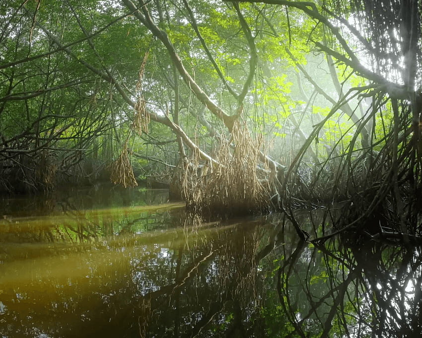 Vegetação de plantas selvagens e ecossistema de floresta de mangue bonito [] para o seu celular e tablet. Explore o fundo da vegetação. Vegetação, Fundo Vegetal papel de parede HD