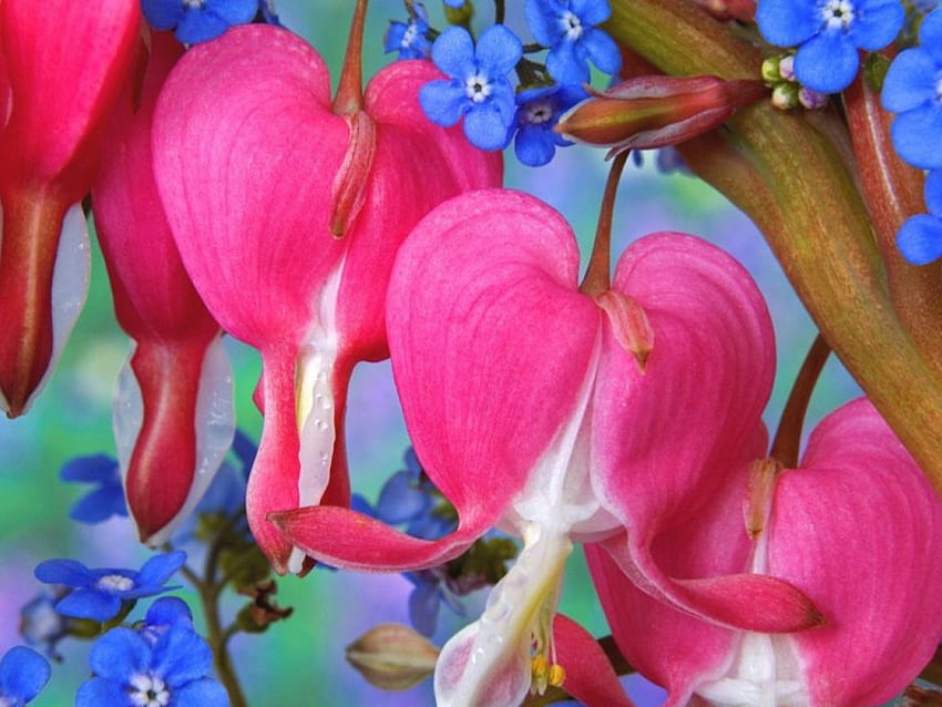 Vergissmeinnicht, Blumen, Kunst HD-Hintergrundbild