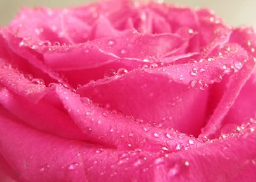 Розова роза, нежна, венчелистчета, водни капчици, розова, любов, роза HD тапет