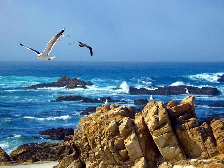 Pebble Beach California, sky, seagulls, ocean, beach HD wallpaper