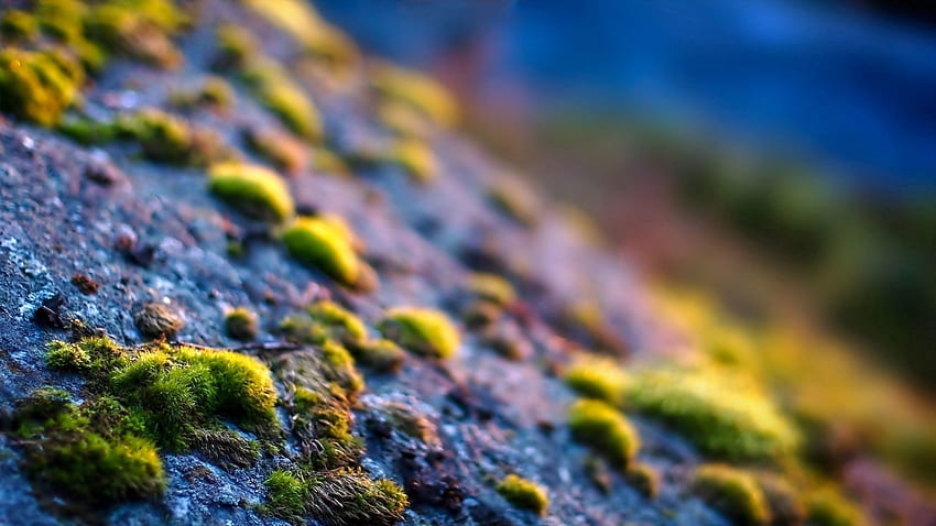 Grass, Macro, Surface, Moss HD wallpaper