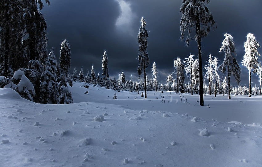 winter, snow, the snow, tree, winter apocalypse for , section природа HD wallpaper