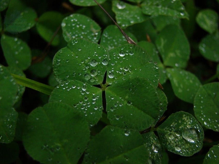 Four Leaf Clover - Viewing Gallery. Four leaf clover HD wallpaper