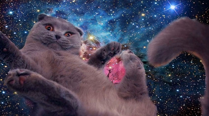 Galaxy cat, Weird Cat HD wallpaper