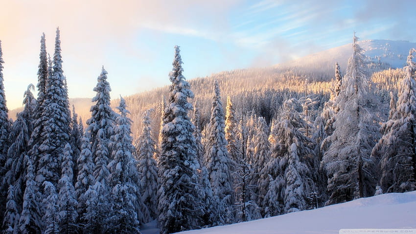 Snowy Forest 910637 [] para seu celular e tablet. Explore a Floresta Nevada. Floresta de inverno, murais de cenas de inverno, floresta ártica papel de parede HD