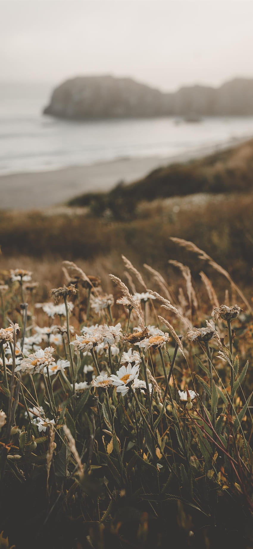 Flowers at the Beach iPhone X, Brown Floral HD phone wallpaper