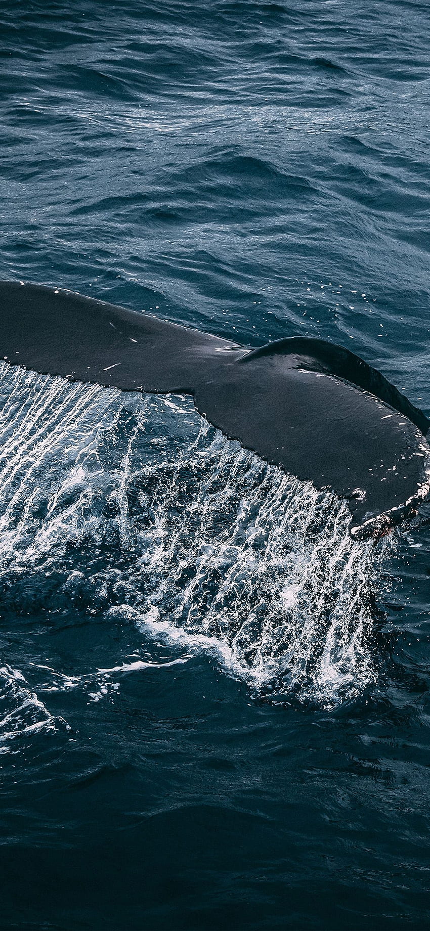 Whale Ocean Sea Animal Nature Via For IPhone X. IPhone Whale, IPhone Sea, Whale, Orca HD phone wallpaper