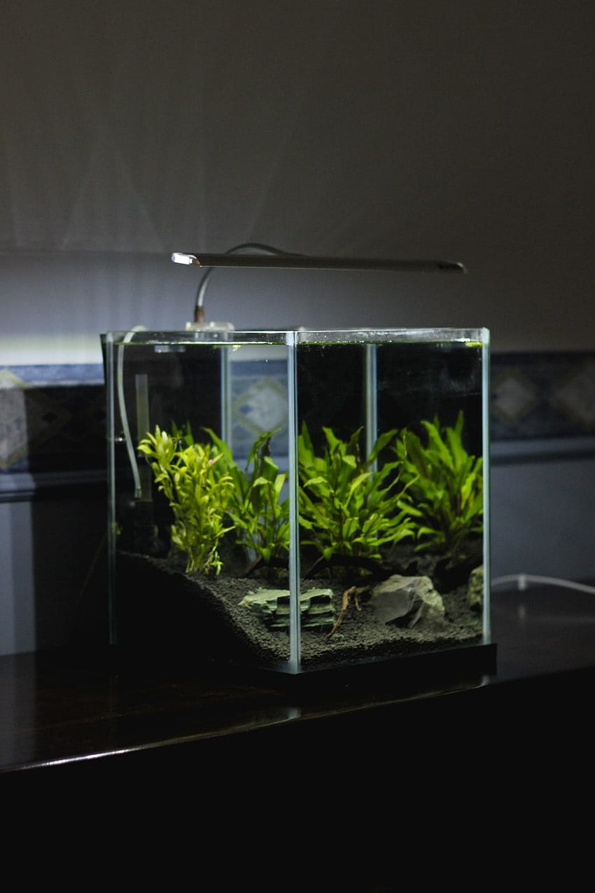 透明なガラス テラリウムの緑の葉の植物の上に照明付きのランプ – 水 HD電話の壁紙