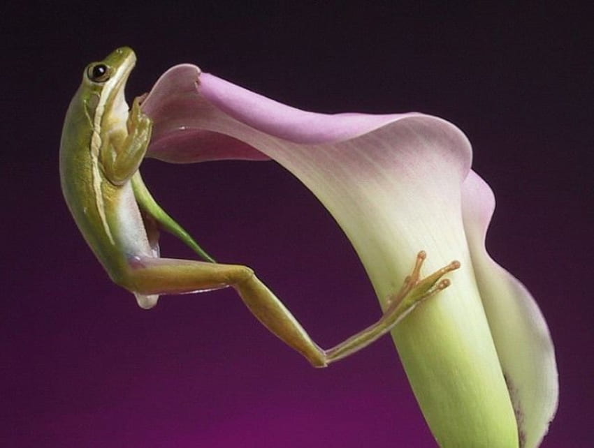FROG ON A LILLY, lilly, flower, green, amphibian, vertebrate, cold blooded, frog, webbed feet HD wallpaper