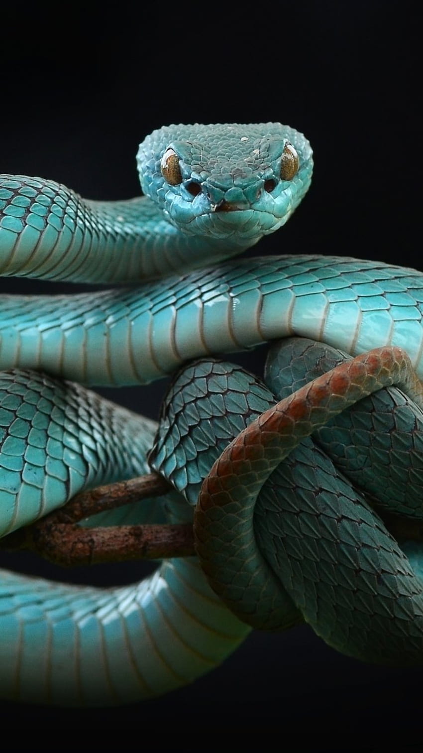 Animal Viper, Viper Snake iPhone HD phone wallpaper