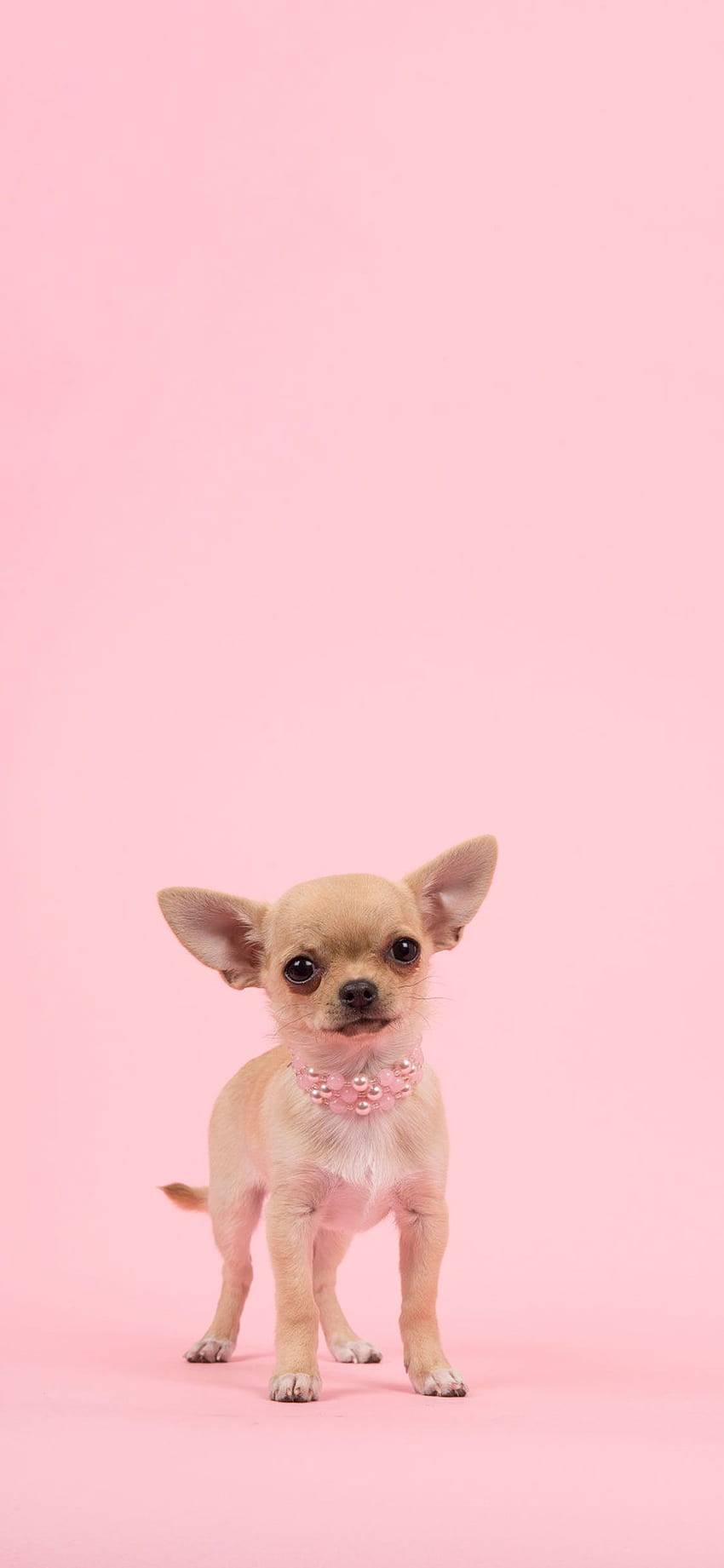 Pink And White Dogs HD phone wallpaper