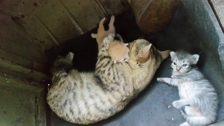 Tigre avec sa maman, Angie, bleue, potelée, sieste, grise Fond d'écran HD