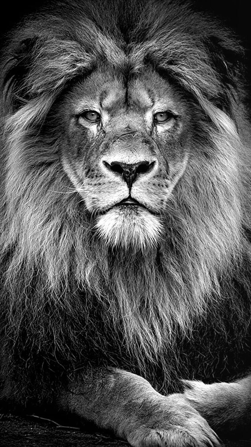 Black Lion iPhone Lion Abstract - Sydney HD phone wallpaper | Pxfuel