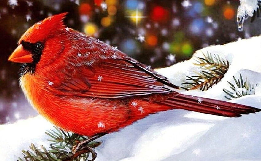 Świąteczny kardynał, kartka, kardynał, boże narodzenie, czerwony Tapeta HD