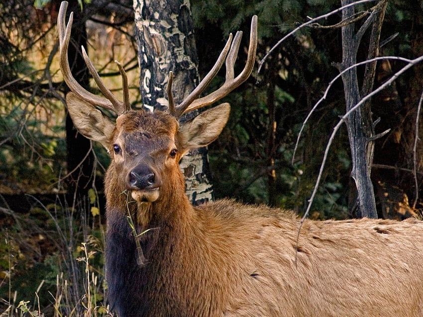 Man Who Chased Bull Elk in Rocky Mountain National Park Was 'Unwise': Official HD wallpaper