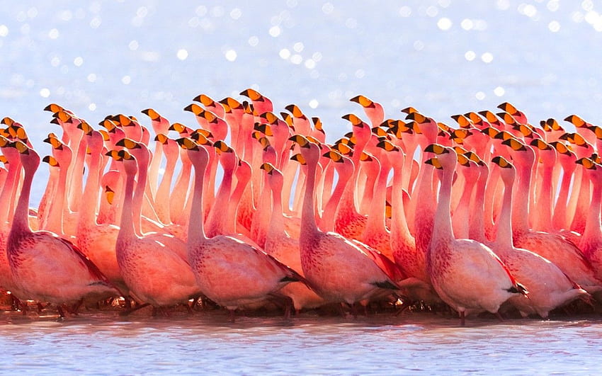 cute pink flamingos birds HD wallpaper