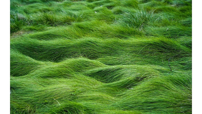 źdźbła trawy natura Tapeta HD