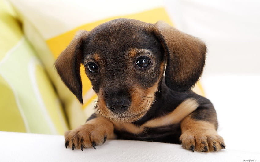 And26html - Top 10 World\'s Cutest Dog - -, Cute Dog Art HD ...
