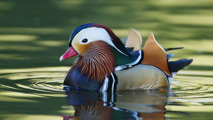 Tiere, Wasser, Vogel, Ente Manadrinka, Manadrinka Duck HD-Hintergrundbild