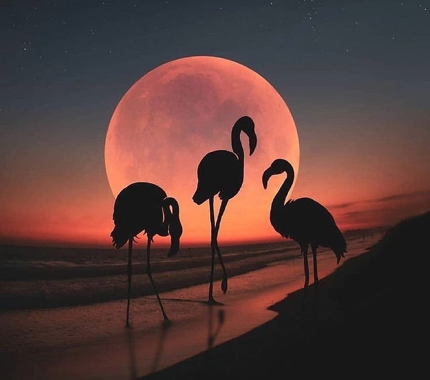 Sunset Flamingos, bird, red, sun, silhouette, sunset, vara, flamingo, black, summer, pink, pasari HD wallpaper