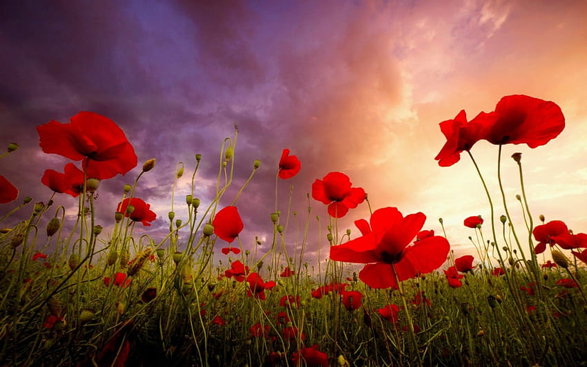 Summer field, summer, poppies, field, clouds, sky, beautiful, flowers, grass HD wallpaper