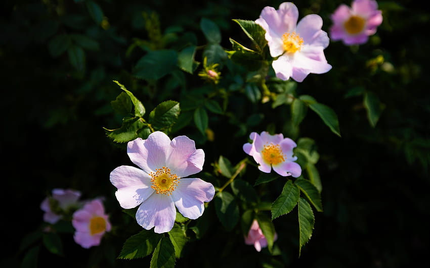 กุหลาบป่า สีชมพู ดอกไม้ ป่า กุหลาบ วอลล์เปเปอร์ HD