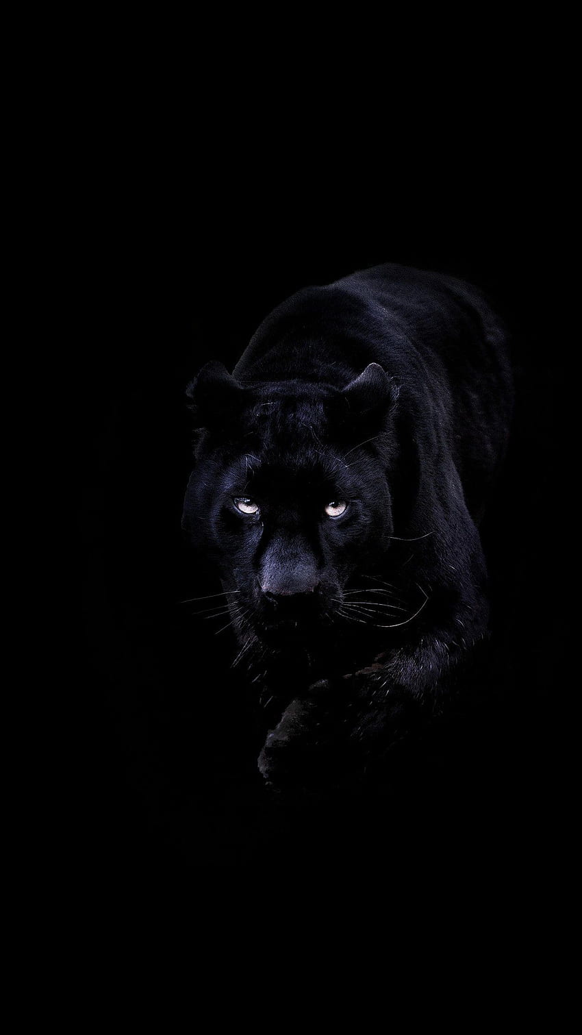 IPhone 6 . animal dark, Black Panther Animal HD phone wallpaper | Pxfuel