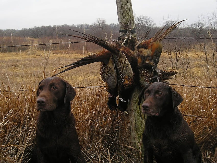 Hunting dogs with, Upland Hunting HD wallpaper