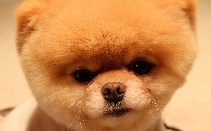 Boo The Dog, сладко кучешко лице HD тапет