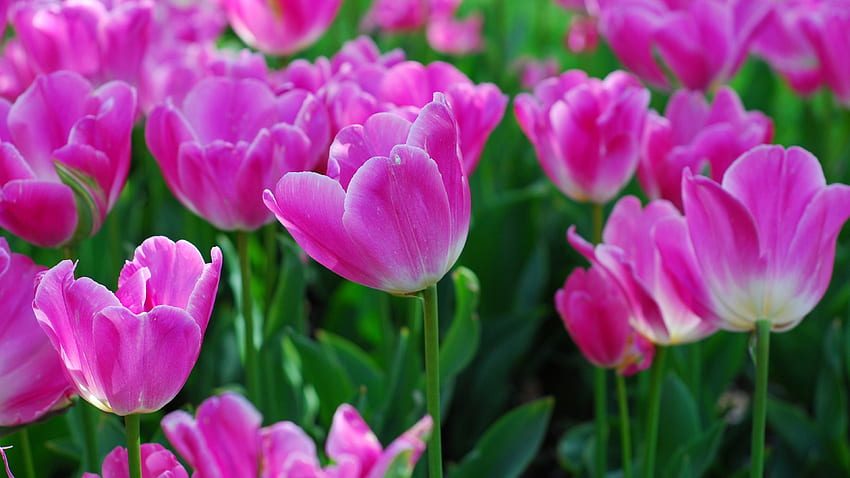 Tulipani rosa, rosa, campi di tulipani, tulipani in crescita, natura, fiori, tulipani Sfondo HD