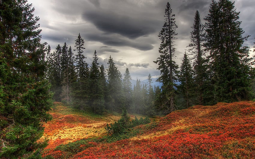 Naturaleza, árboles, otoño, bosque, niebla fondo de pantalla