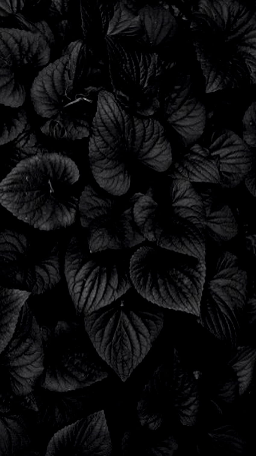 Естетично черно цвете HD тапет за телефон
