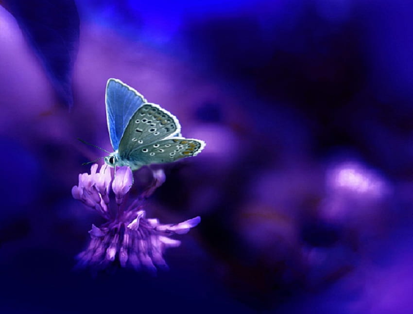 Visi biru, biru, sayap, kupu-kupu, bunga, cantik Wallpaper HD