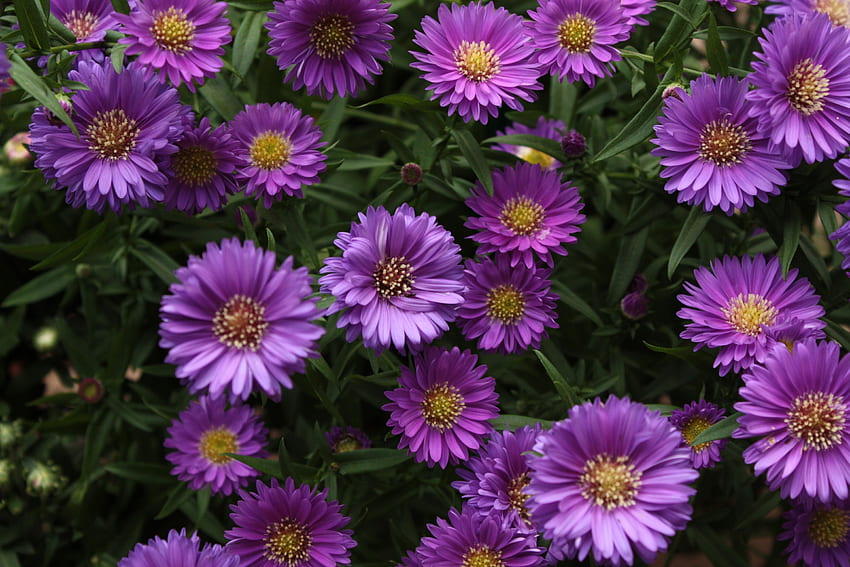 Purple Love, garden, love, flower, purpl HD wallpaper