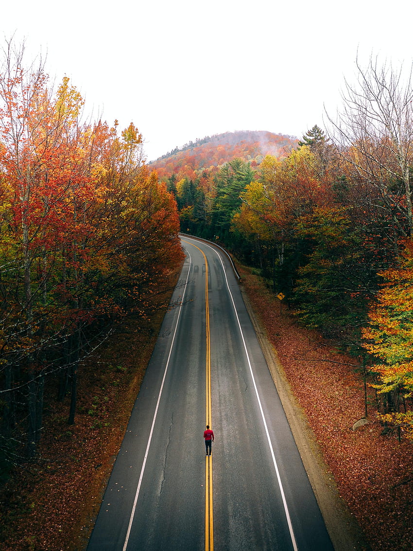 Nature, Trees, Autumn, Road, Markup, Jogging, Jog HD phone wallpaper