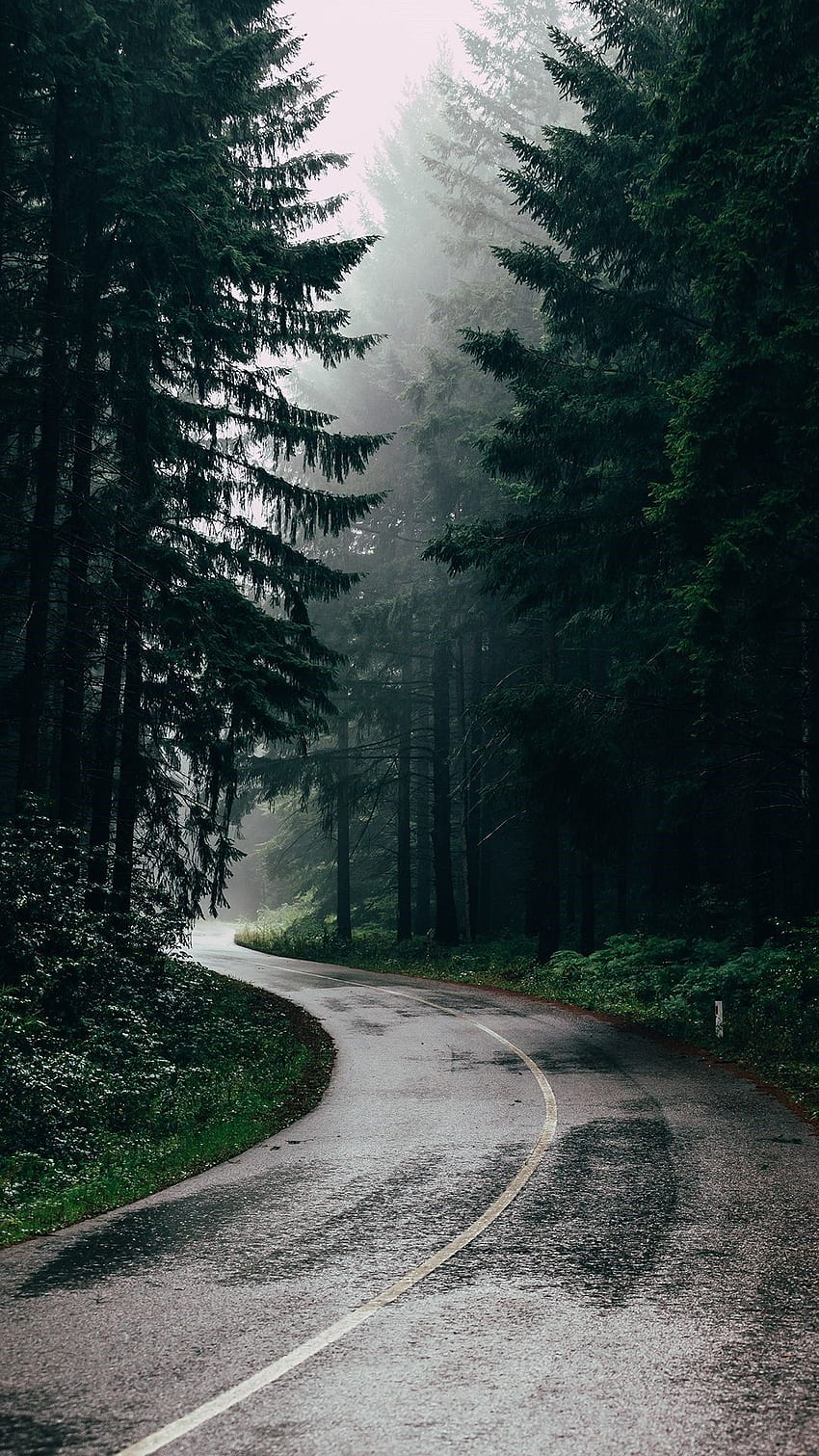 Forest iPhone , Forest Full HD phone wallpaper