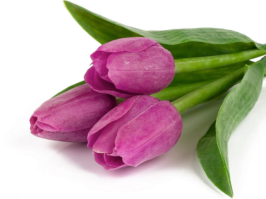 Fogliame viola tulipani, viola, fiori, tulipani, viola Sfondo HD