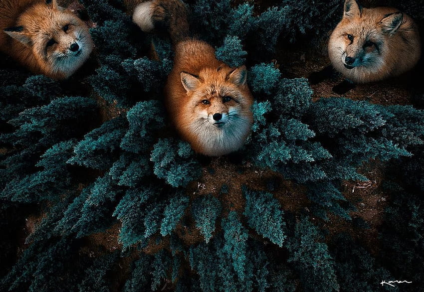 Surreal Animals Manipulations by Karen Cantú Q. 동물, 동물, 동물 HD 월페이퍼
