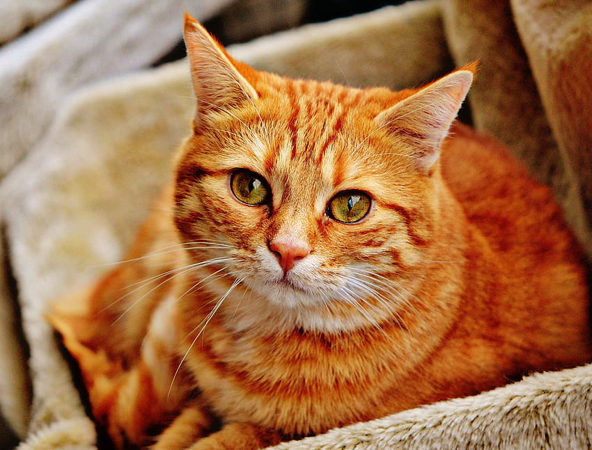Orange cat, pet, animal, stare HD wallpaper