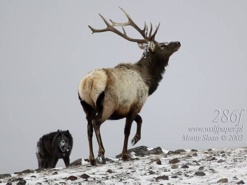 Wolf Patrol on Elk, alci, lupi, lupi neri, cani, rocce, fauna selvatica, alci, neve, cervi, lupi rossi, natura, cielo, nuvole scure, lupi grigi Sfondo HD