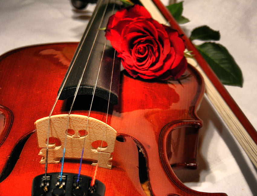 Violin, rose, music, roses, flower, love, red, flowers HD wallpaper
