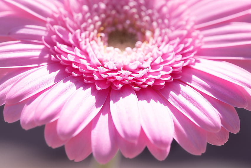 ปิดขึ้น, ดอกไม้สีชมพู, เดซี่ วอลล์เปเปอร์ HD