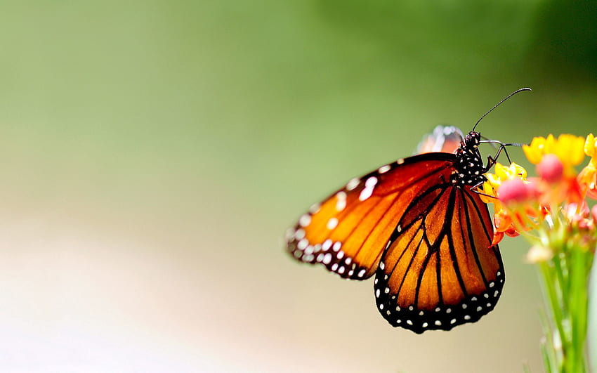 Patterns, Macro, Bright, Insect, Butterfly, Wings HD wallpaper
