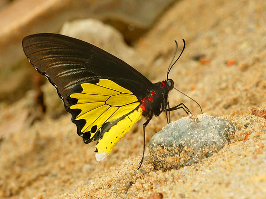 Yellow is beautiful, wings, black, butterfly, yellow, ground, beauty HD wallpaper