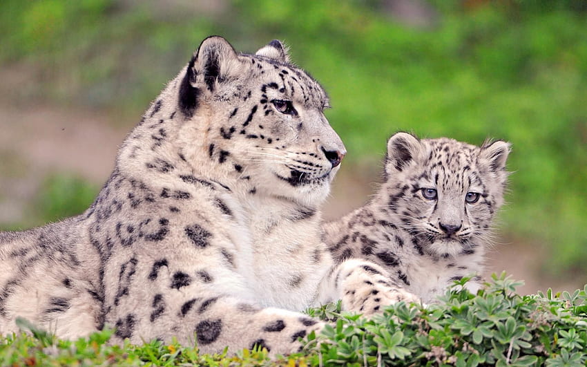 Animais, Snow Leopard, Predadores, Manchado, Manchado, Cor, Grandes Felinos papel de parede HD