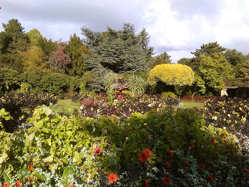 ウェントワース城庭園 2016 年 10 月、庭園、ダリア、花、ビクトリア朝 高画質の壁紙