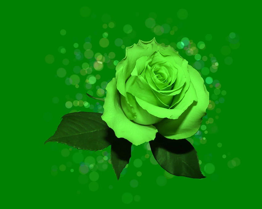 Most Beautiful Images Of Green Roses
