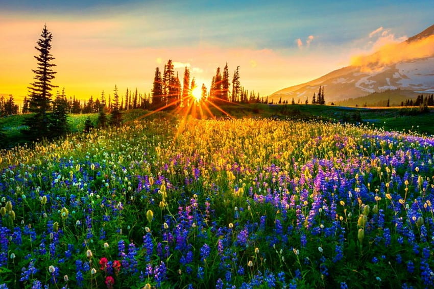 Dreams Of Color, blue, beautiful, spring, lupins, wildflowers, Washington State, snow, green, yellow, red, trees, flowers, mountains, sunset HD wallpaper